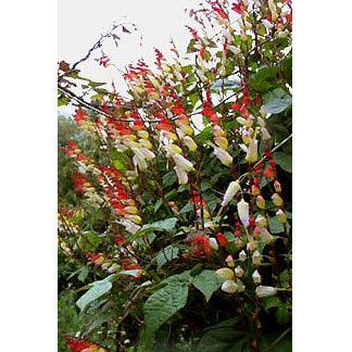 Exotic Love Vine Mina Lobata Flower Seeds Renee's Garden