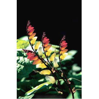 Exotic Love Vine Mina Lobata Flower Seeds Renee's Garden
