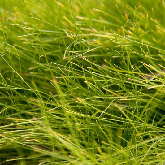 Molate Fescue Native Grass Seed (lb) Grow Organic