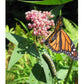 Peaceful Valley Save the Monarch Kit - Midwest to Northeast (1/8 lb) Peaceful Valley