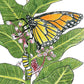 Peaceful Valley Save the Monarch Kit - Midwest to Northeast (1/8 lb) Peaceful Valley