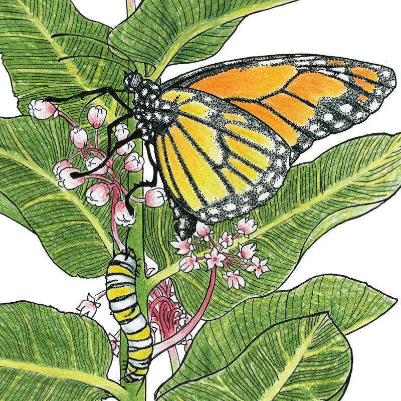 Peaceful Valley Save the Monarch Kit - Southeast (1/8 lb) Peaceful Valley
