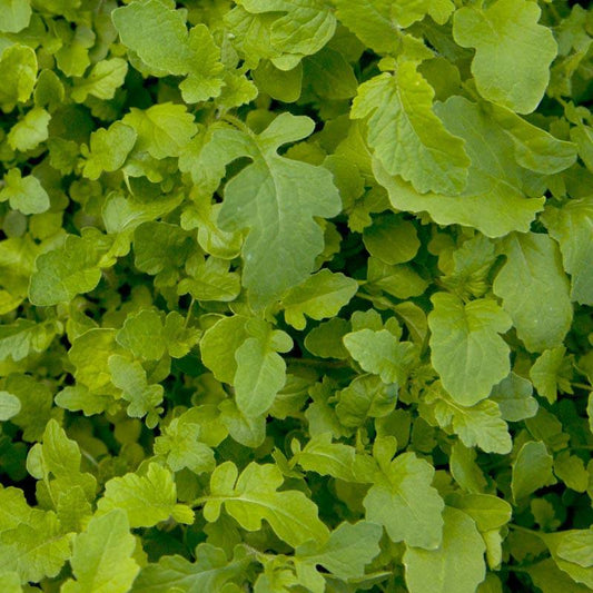 Dense patch of mustard leaves