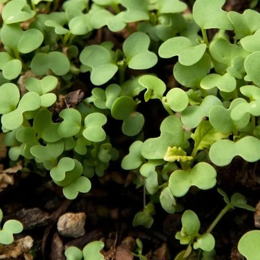 Mustard Seed (lb) Grow Organic