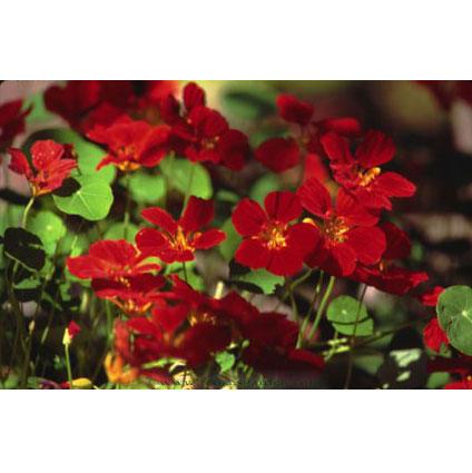 Copper Sunset Mounding Nasturtium Flower Seeds Renee's Garden