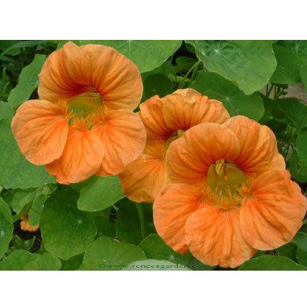 Creamsicle Hummingbird Nasturtium Flower Seeds Renee's Garden