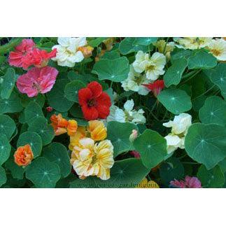 Whirlybird Rainbow Nasturtium Flower Seed Mix Renee's Garden