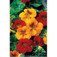 Alaska Nasturtium Flower Seed Mix Renee's Garden