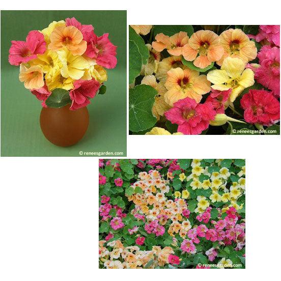 Aloha Hummingbird Nasturtium Flower Seed Mix Renee's Garden