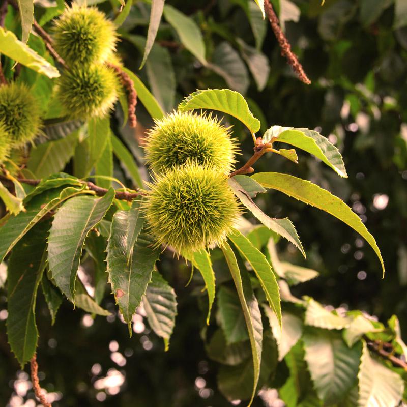 Nevada Chestnut Tree Grow Organic