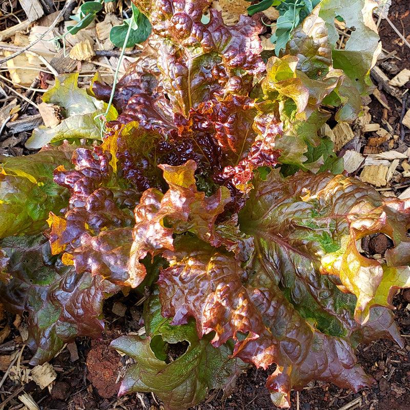 New Red Fire Lettuce (Organic) High Mowing Seeds
