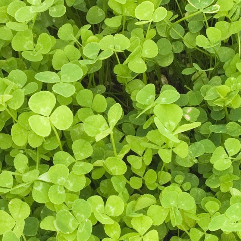 New Zealand White Clover - Nitrocoated Seed (lb) Grow Organic