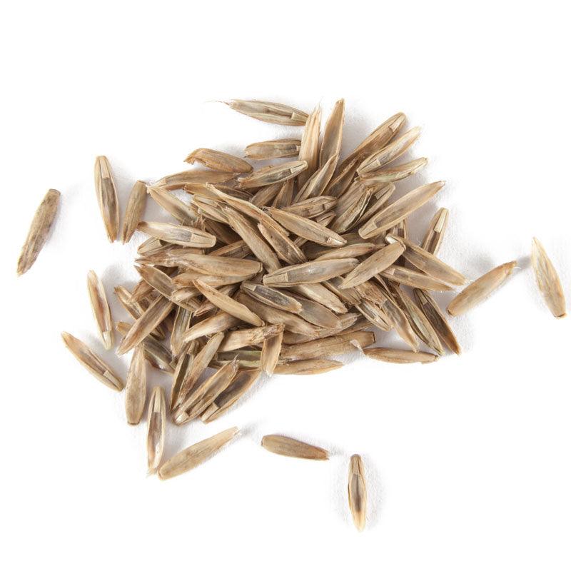 Organic Festulolium, Rye Fescue (lb) Grow Organic