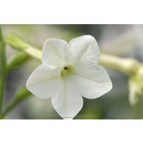 Jasmine Alata Scented Nicotiana Flower Seeds Renee's Garden