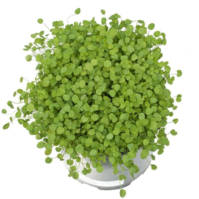 Tray of Persian clover seedlings
