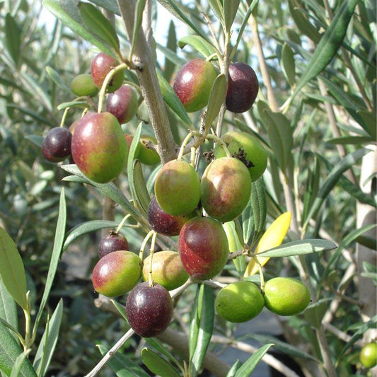 Green and purple olives ripening on leafy branches