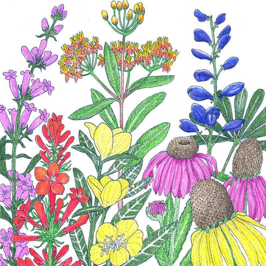 North American Perennial Native Wildflower Mix (1/4 lb) Peaceful Valley