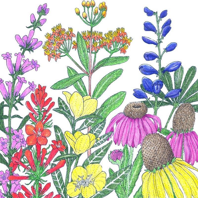North American Perennial Native Wildflower Mix (lb) Peaceful Valley