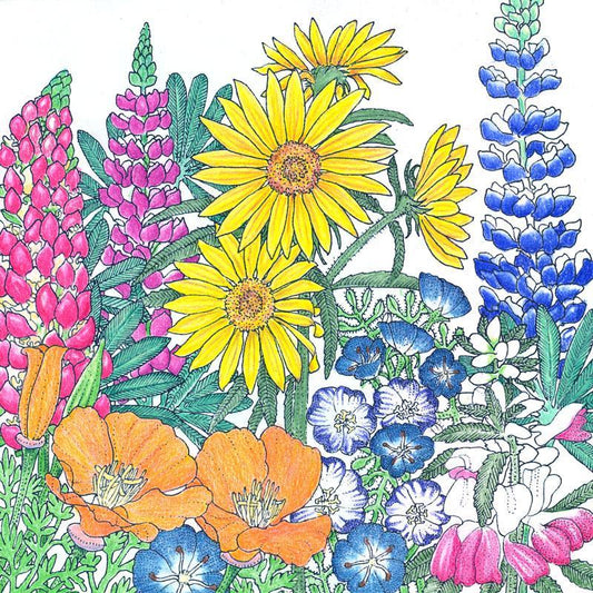 Northwest Native Wildflower Mix (1/4 lb) Peaceful Valley