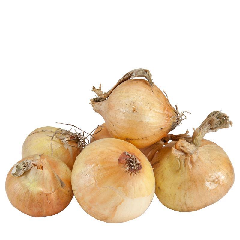 Onion Sets Yellow Stuttgarter (Pack of 75) Netherland Bulb Company
