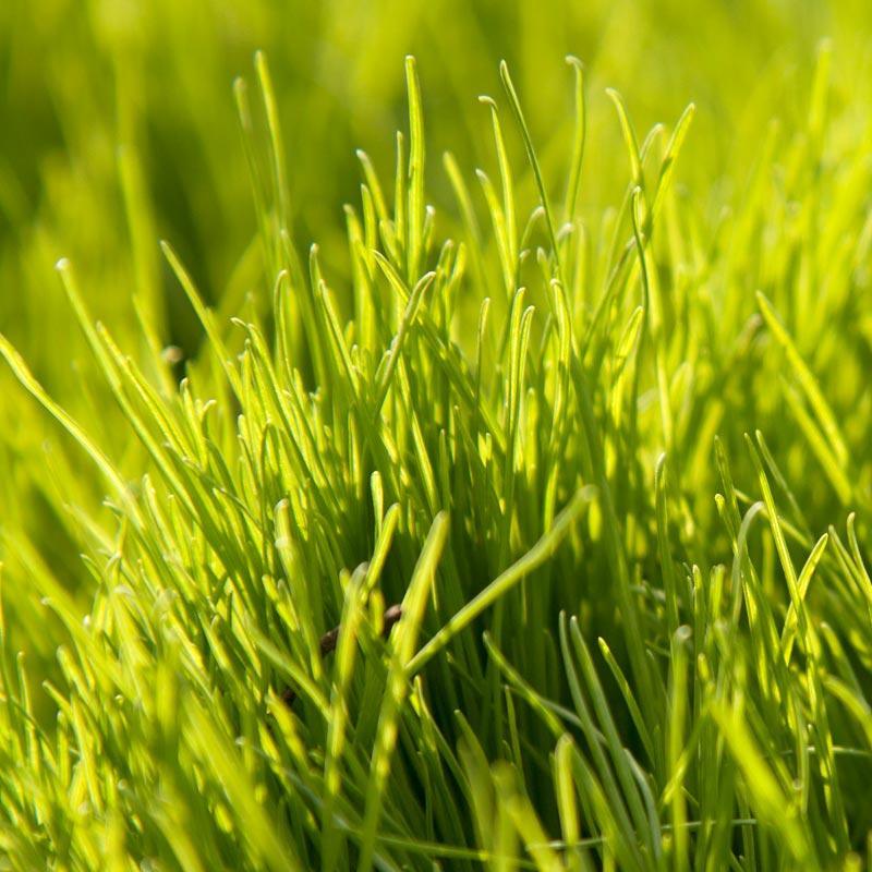 Close-up of sunlit Oregon annual ryegrass blades