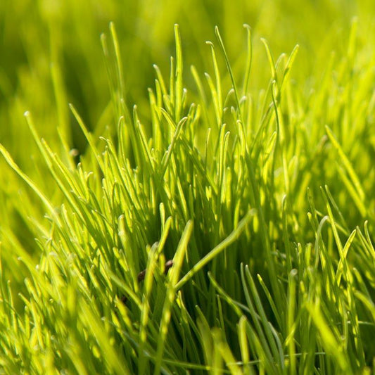 Close-up of sunlit Oregon annual ryegrass blades