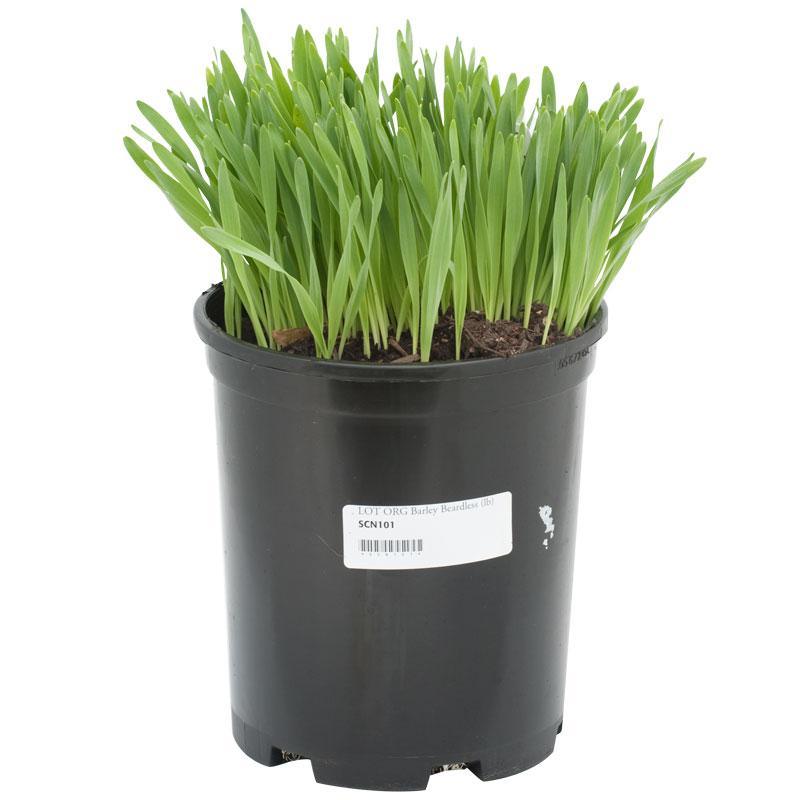 Organic Beardless Barley Seed (lb) Grow Organic