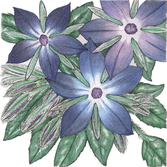 Organic Borage (1/4 lb) Peaceful Valley
