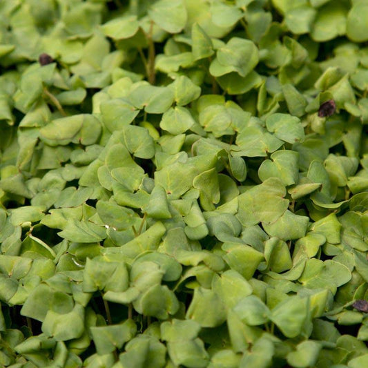 Organic Buckwheat Seed (lb) Grow Organic