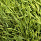 Organic Cereal Rye Seed (Cold Hardy) (lb) Grow Organic