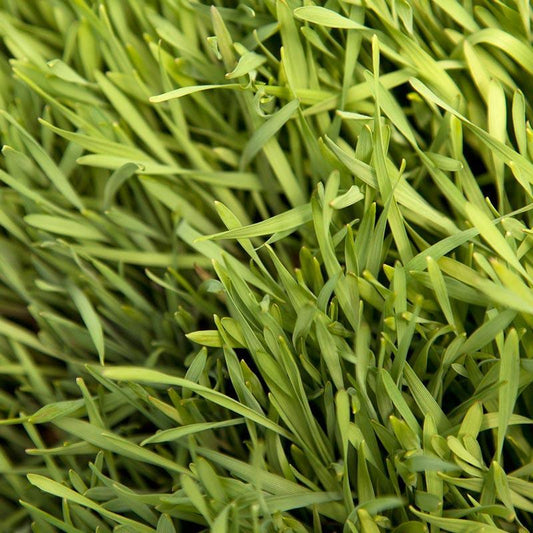Organic Cereal Rye Seed (Cold Hardy) (lb) Grow Organic