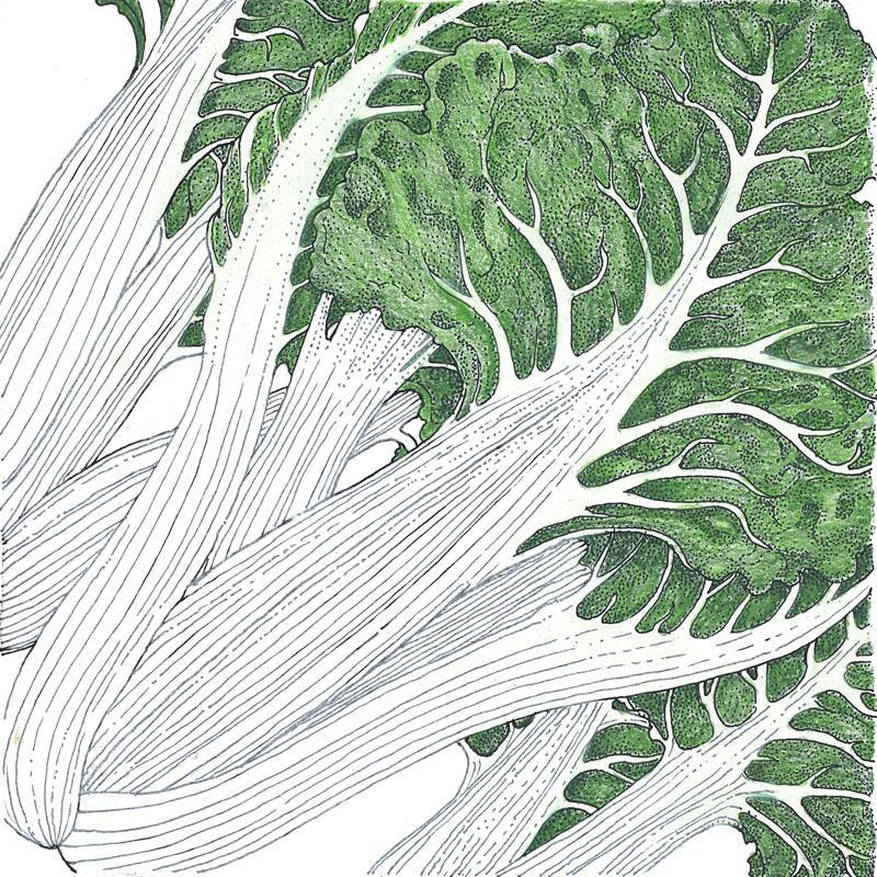 Organic Chard, Fordhook Giant (1/4 lb) Peaceful Valley