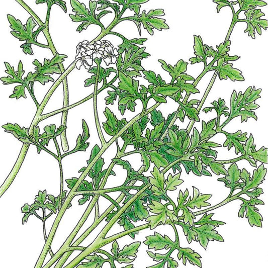 Organic Chervil, Fine Curled (1/4 lb) Peaceful Valley