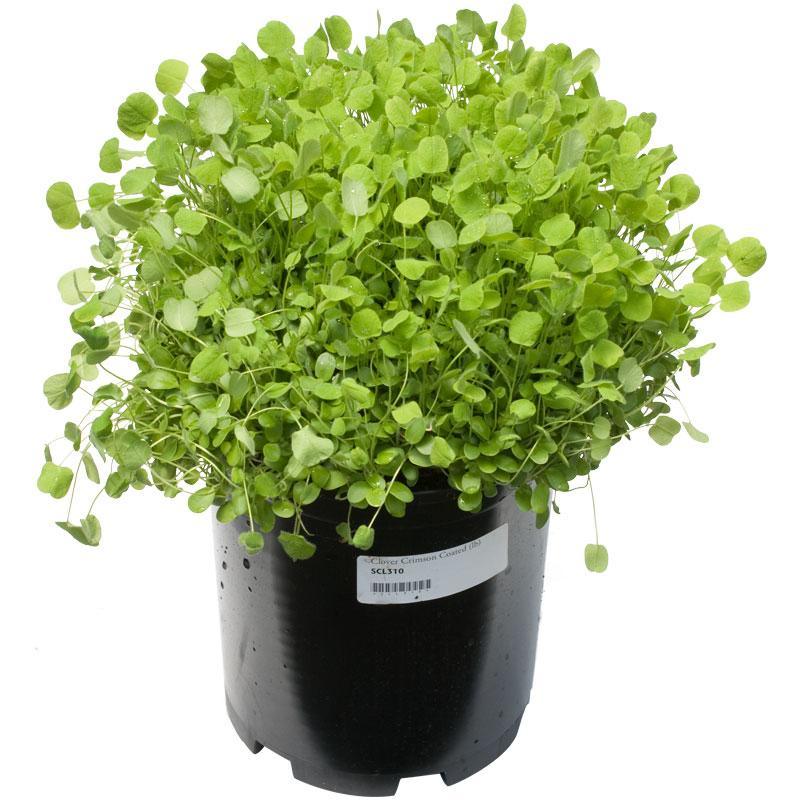 Organic Crimson Clover - Raw Seed (lb) Grow Organic