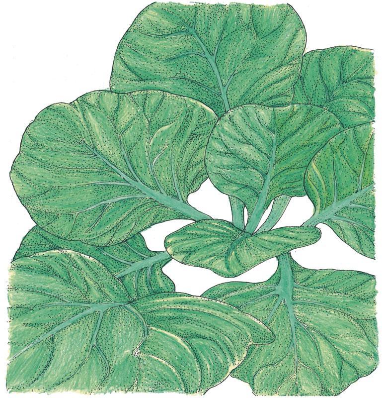 Organic Greens, Mustard Tatsoi (1/4 lb) Peaceful Valley