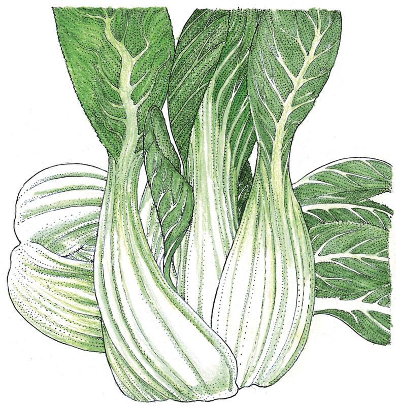 Organic Greens, Pak Choi (1/4 lb) Peaceful Valley