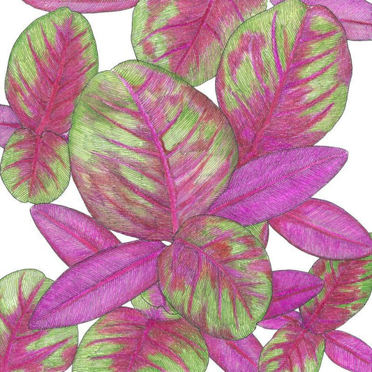 Organic Greens, Red Amaranth (1 oz) Peaceful Valley