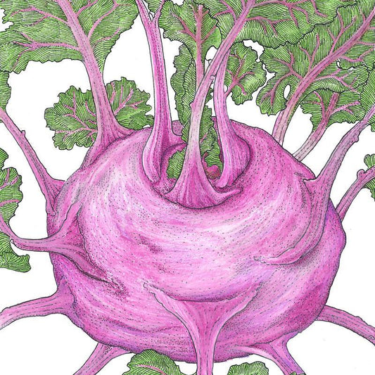 Organic Kohlrabi, Purple Vienna (1/4 lb) Peaceful Valley