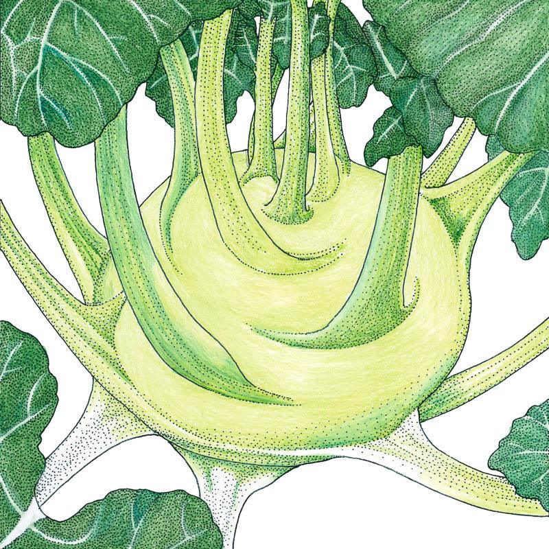 Organic Kohlrabi, White (1 oz) Peaceful Valley