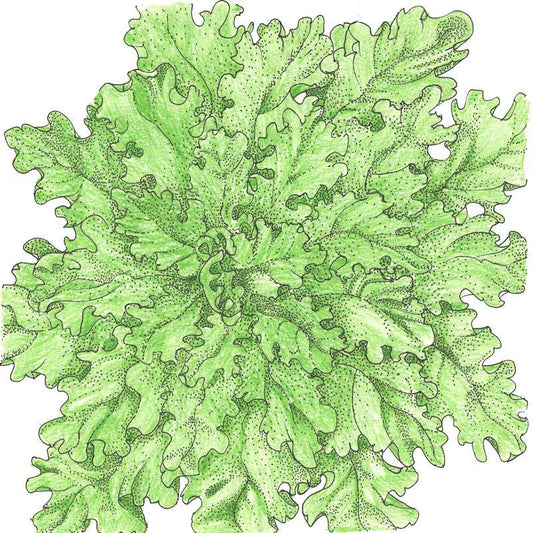 Organic Lettuce, Green Salad Bowl (1/4 lb) Peaceful Valley