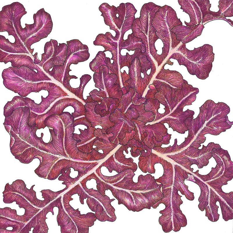 Organic Lettuce, Red Oakleaf (1 oz) Peaceful Valley