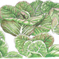 Organic Lettuce, Rouge d'Hiver (1/4 lb) Peaceful Valley