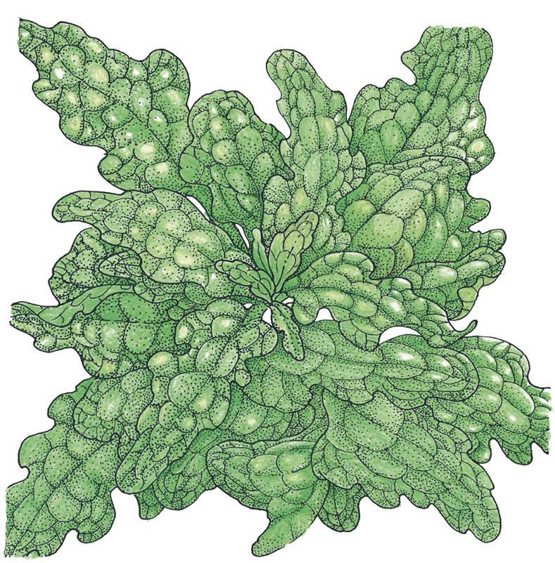 Organic Lettuce, Royal Oakleaf (1/4 lb) Peaceful Valley
