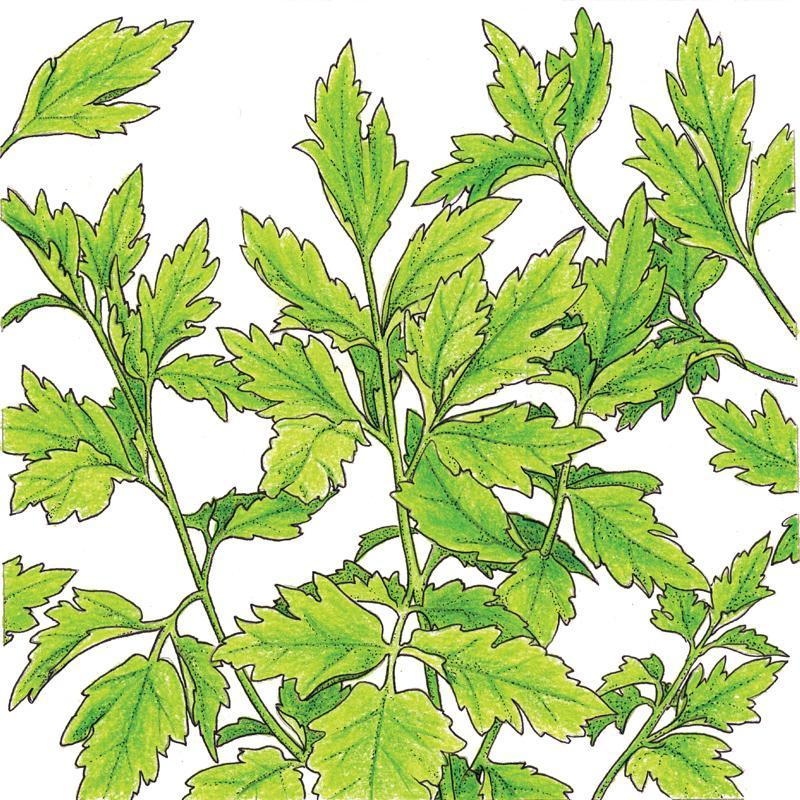 Organic Lovage (1 oz) Peaceful Valley