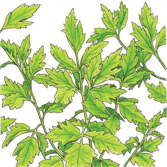 Organic Lovage (1 oz) Peaceful Valley