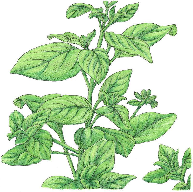 Organic Marjoram (1 oz) Peaceful Valley