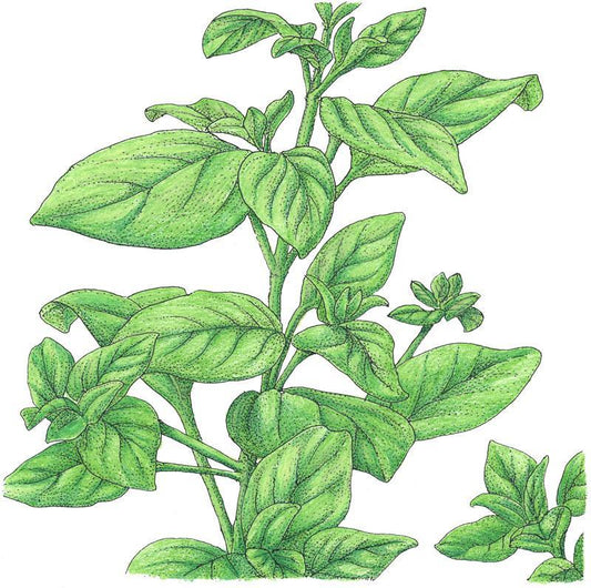 Organic Marjoram (1 oz) Peaceful Valley