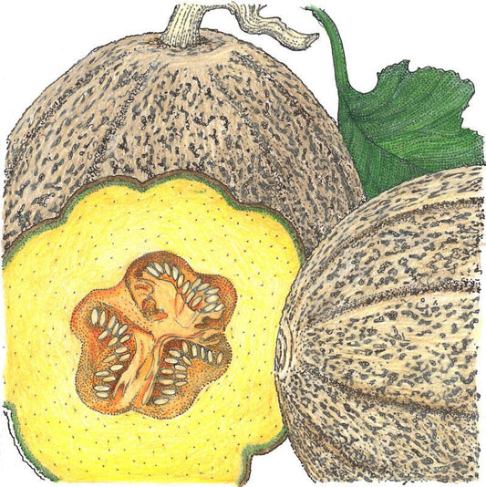 Organic Melon, Hearts of Gold (1/4 lb) Peaceful Valley