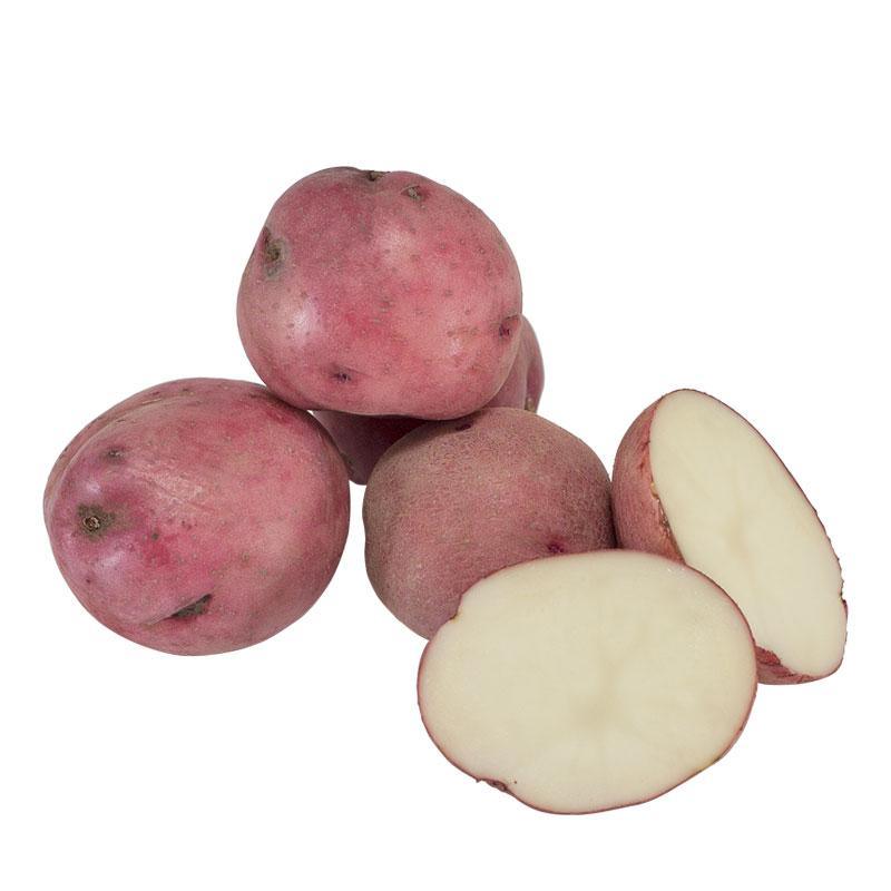 Fall-Planted Organic Norland Red Seed Potatoes (lb) Grow Organic