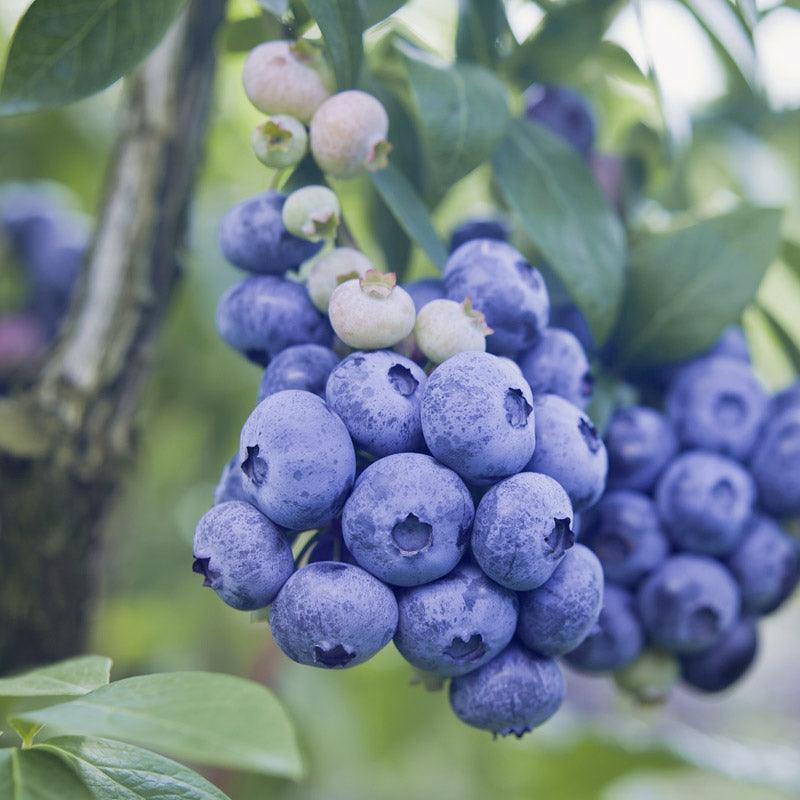 Organic Blueberry Patriot  (Ea) Grow Organic